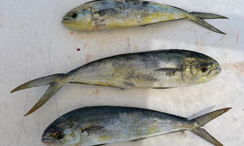 Reel Tore Up Charters
