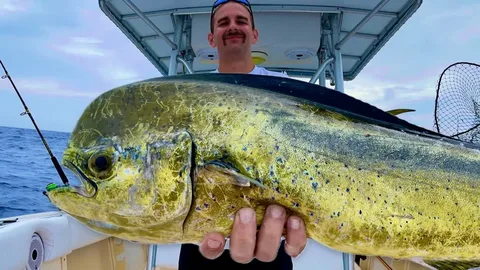 Mahi-Mahi