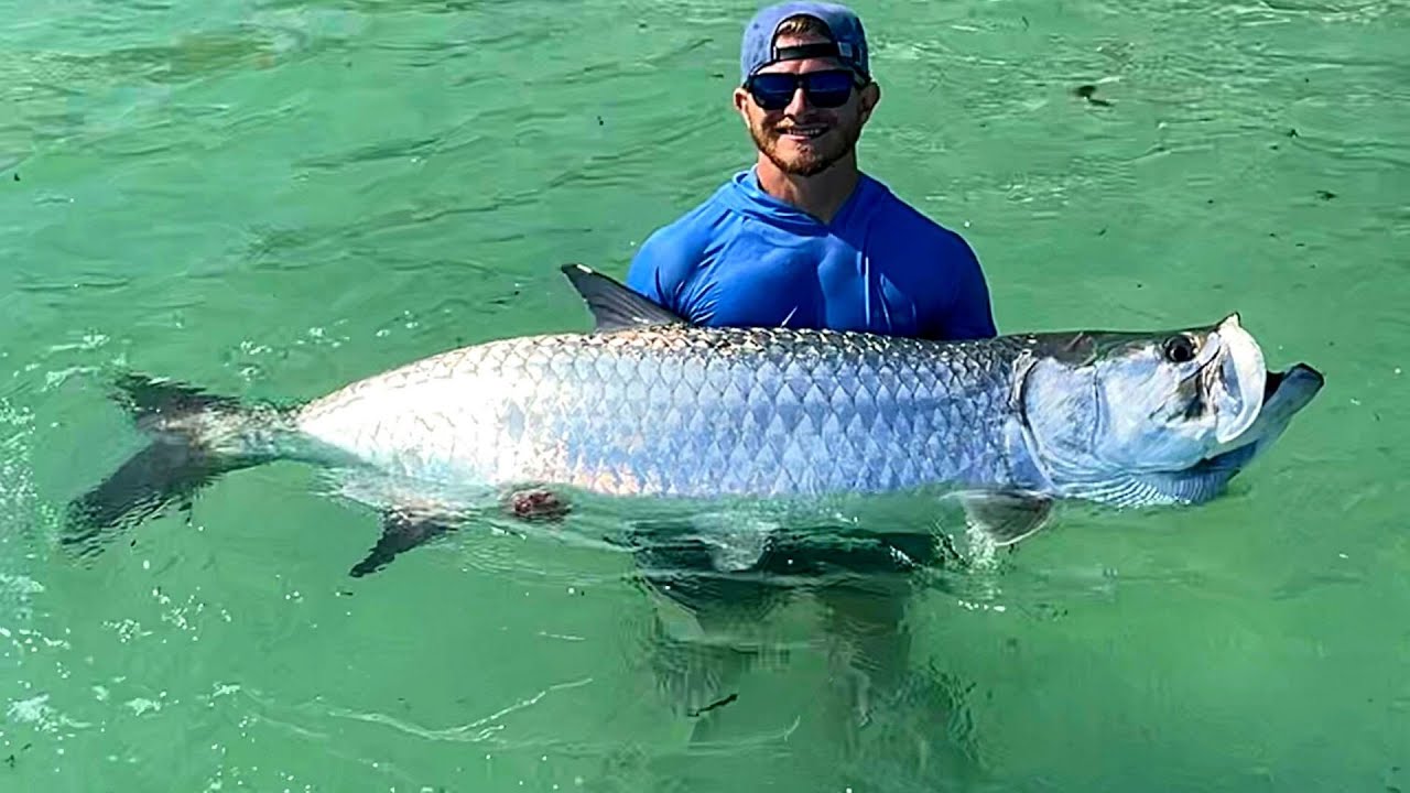 Tarpon