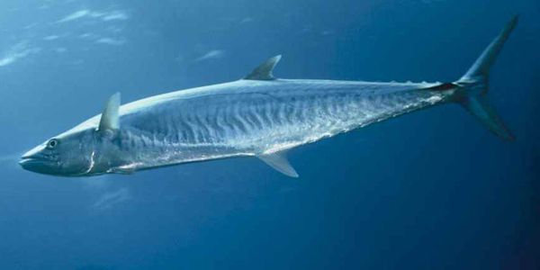 King Mackerel