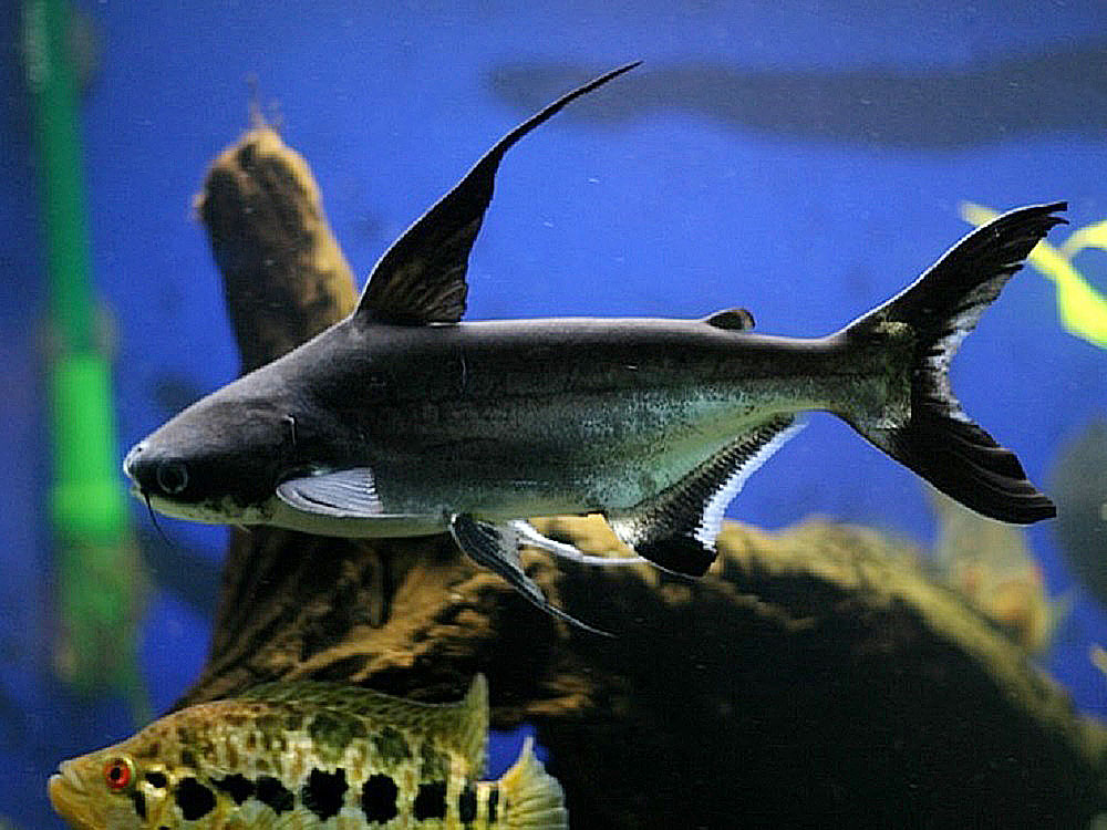 Cobia