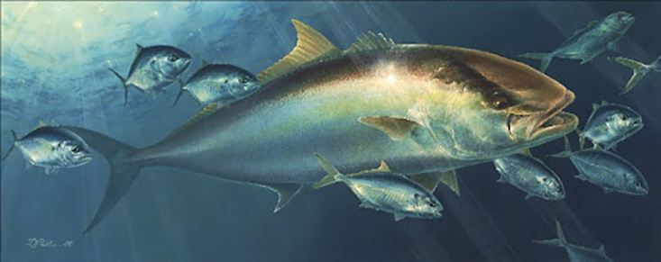 Amberjack