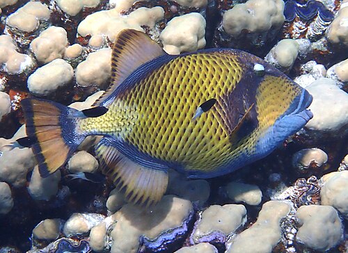 Triggerfish