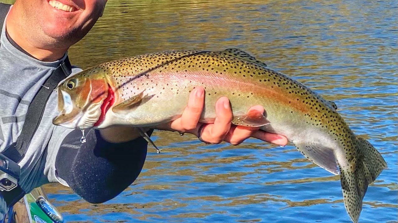 Rainbow Trout