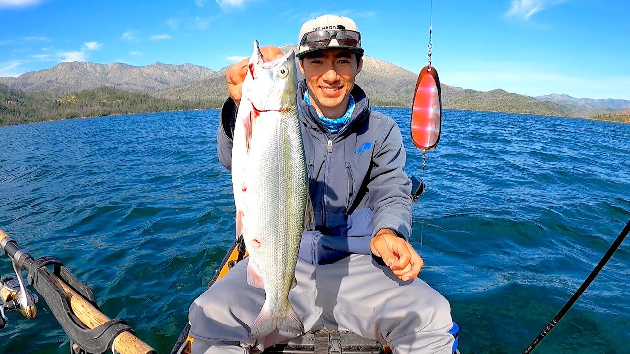 Kokanee Salmon