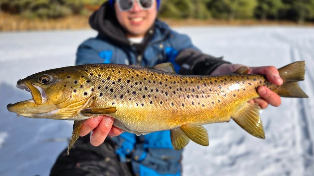Brown Trout