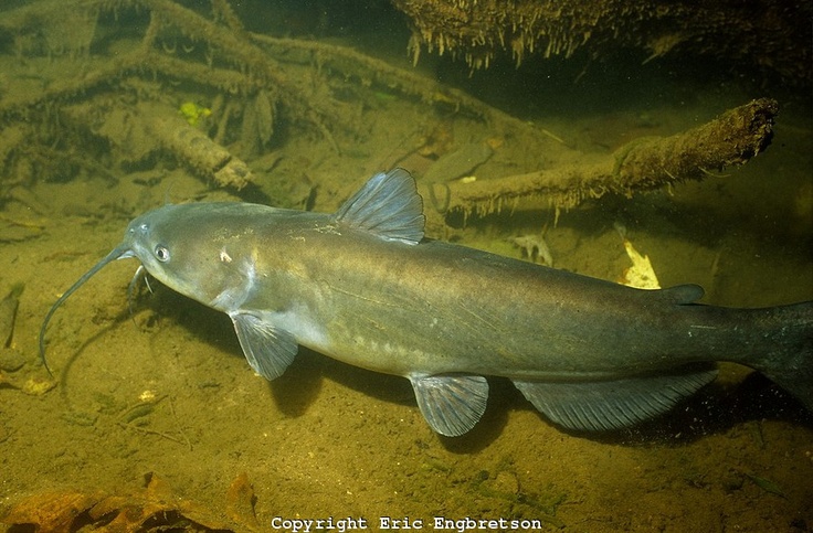 Channel Catfish