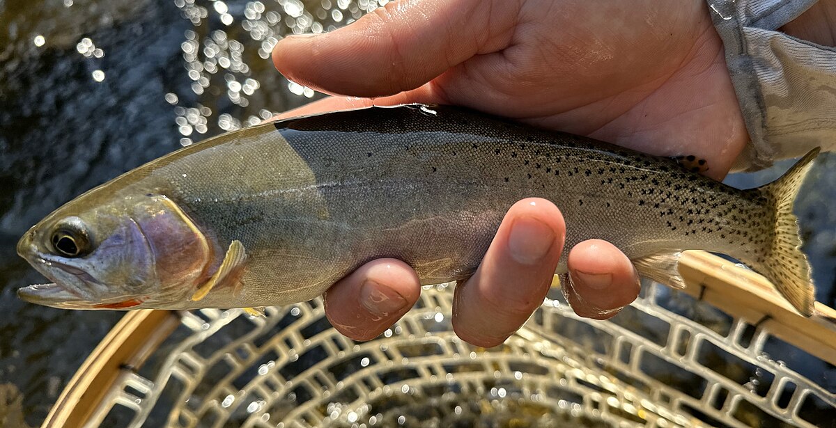Cutthroat Trout