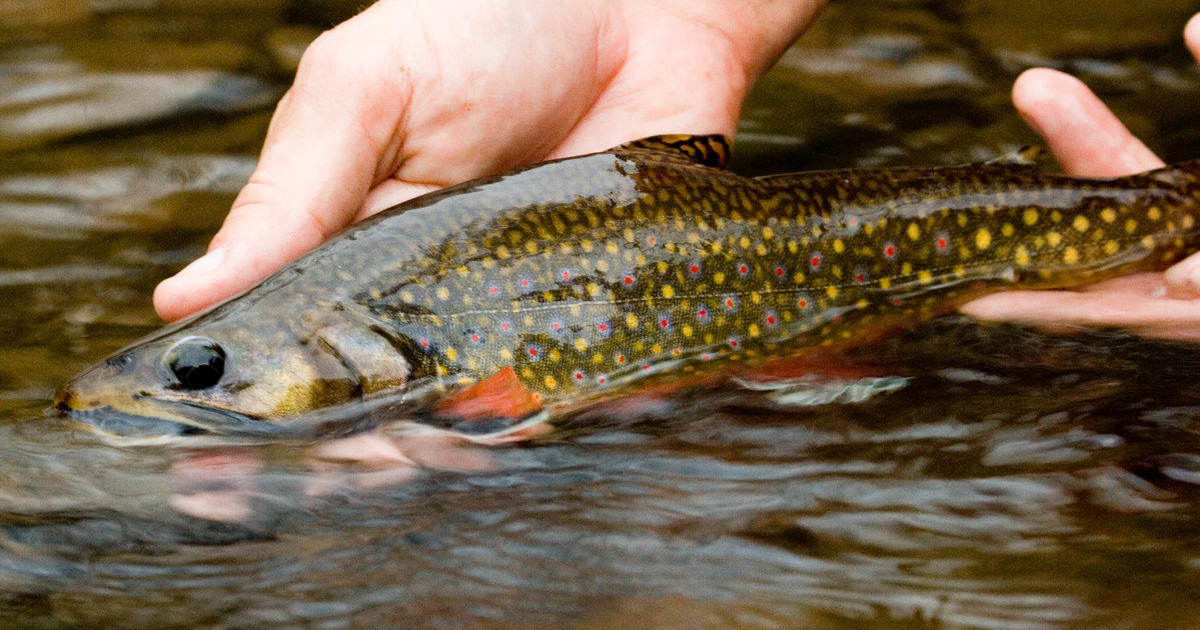 Brook Trout