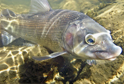 Mountain Whitefish