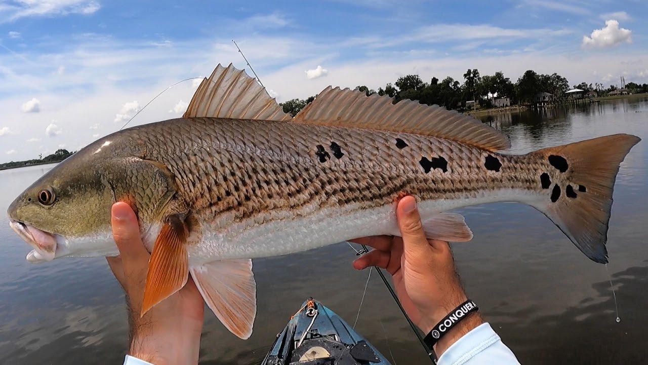 Redfish