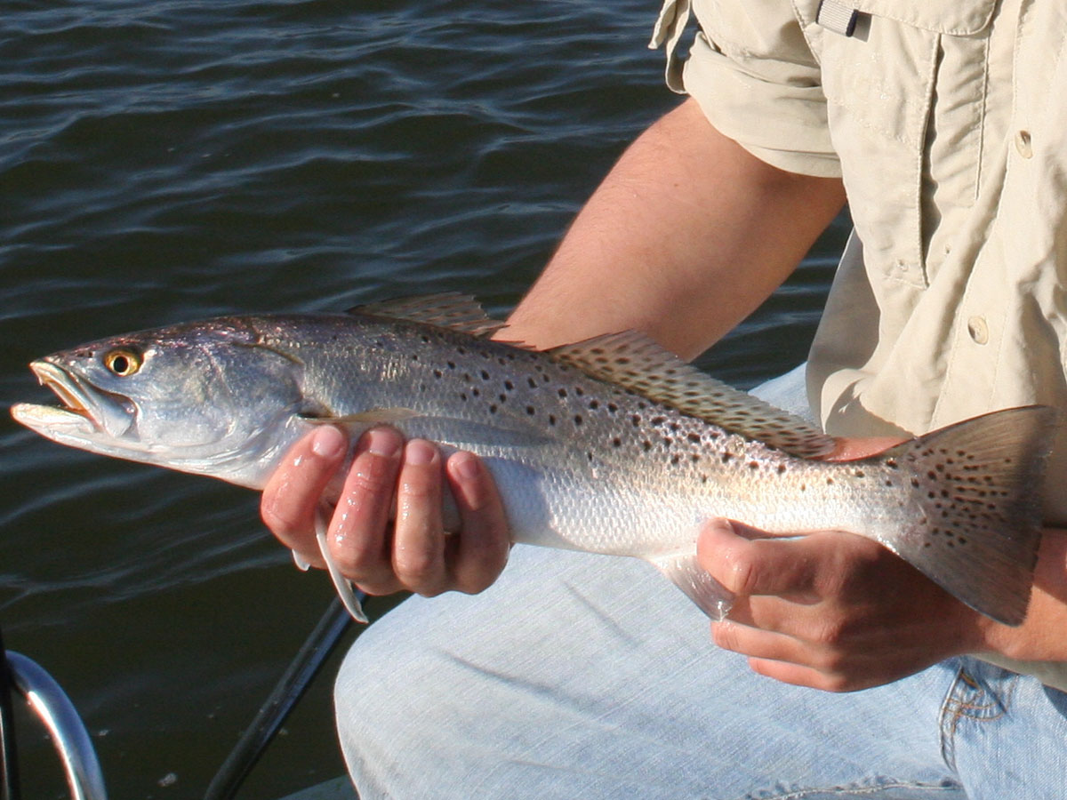 Speckled Seatrout