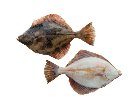 Flounder