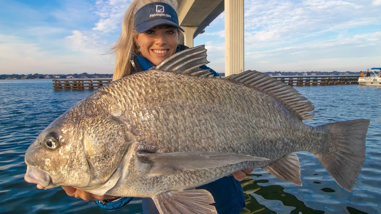 Black Drum