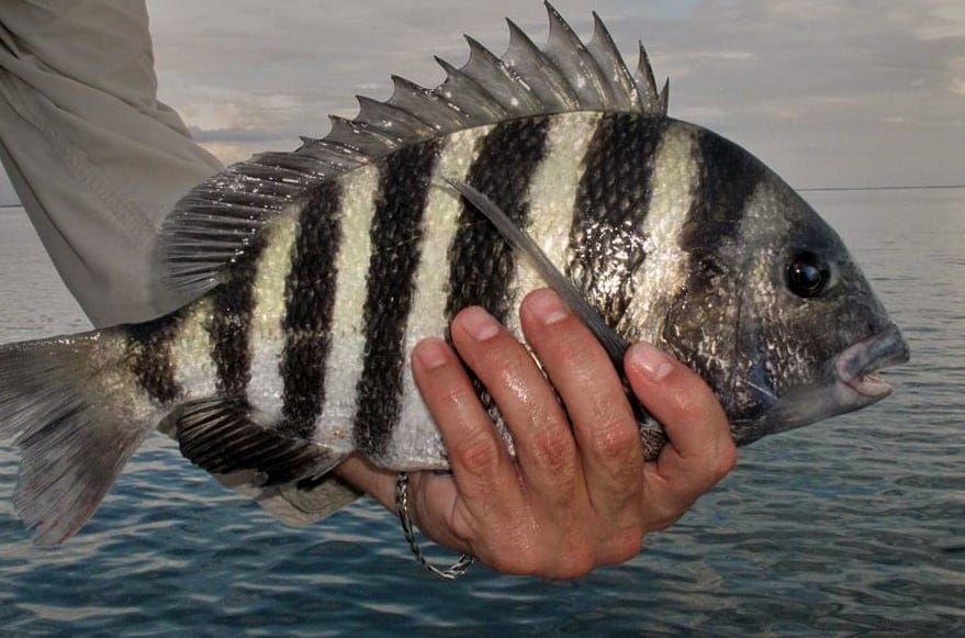 Sheepshead