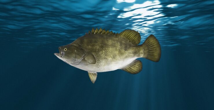 Tripletail