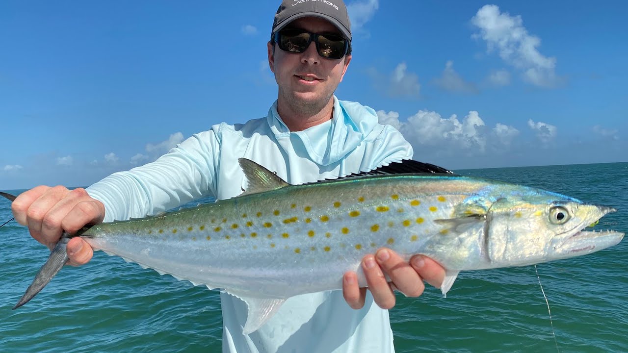 Spanish Mackerel