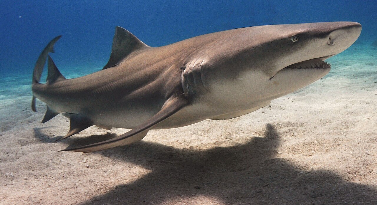 Sharks