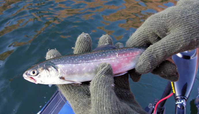 Dolly Varden