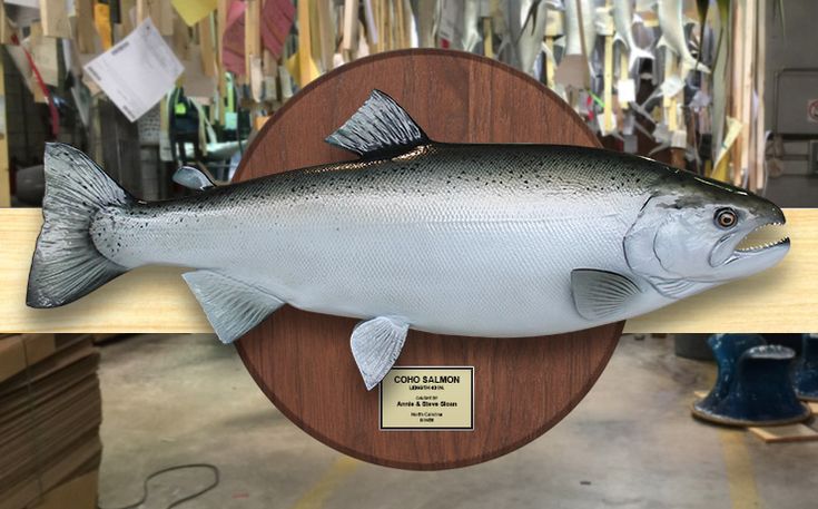 Silver Salmon