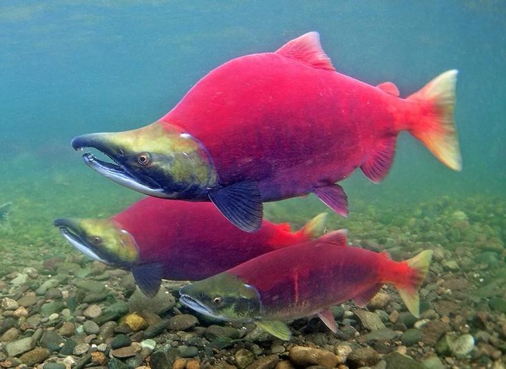 Sockeye Salmon