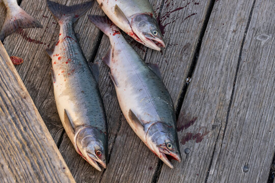 Pink Salmon