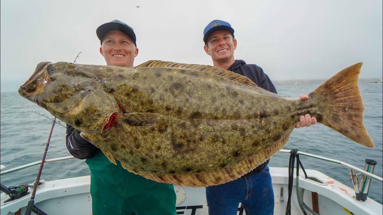 Halibut