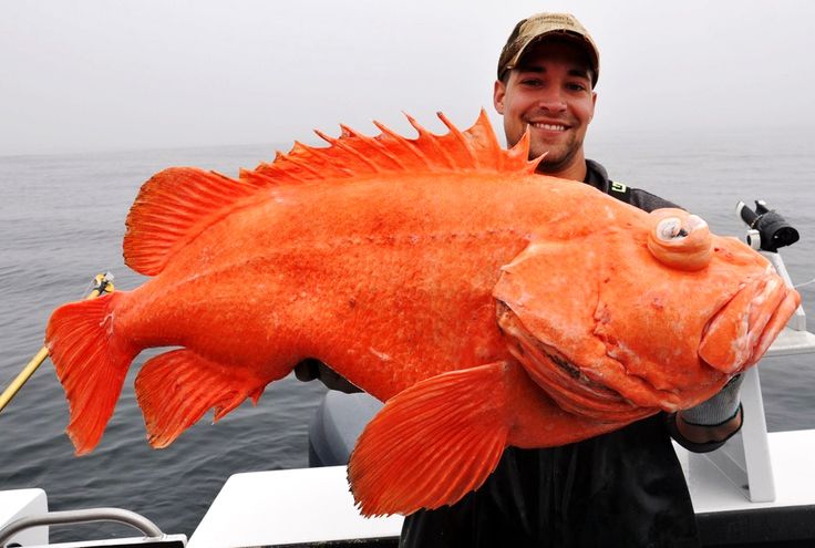 Rockfish