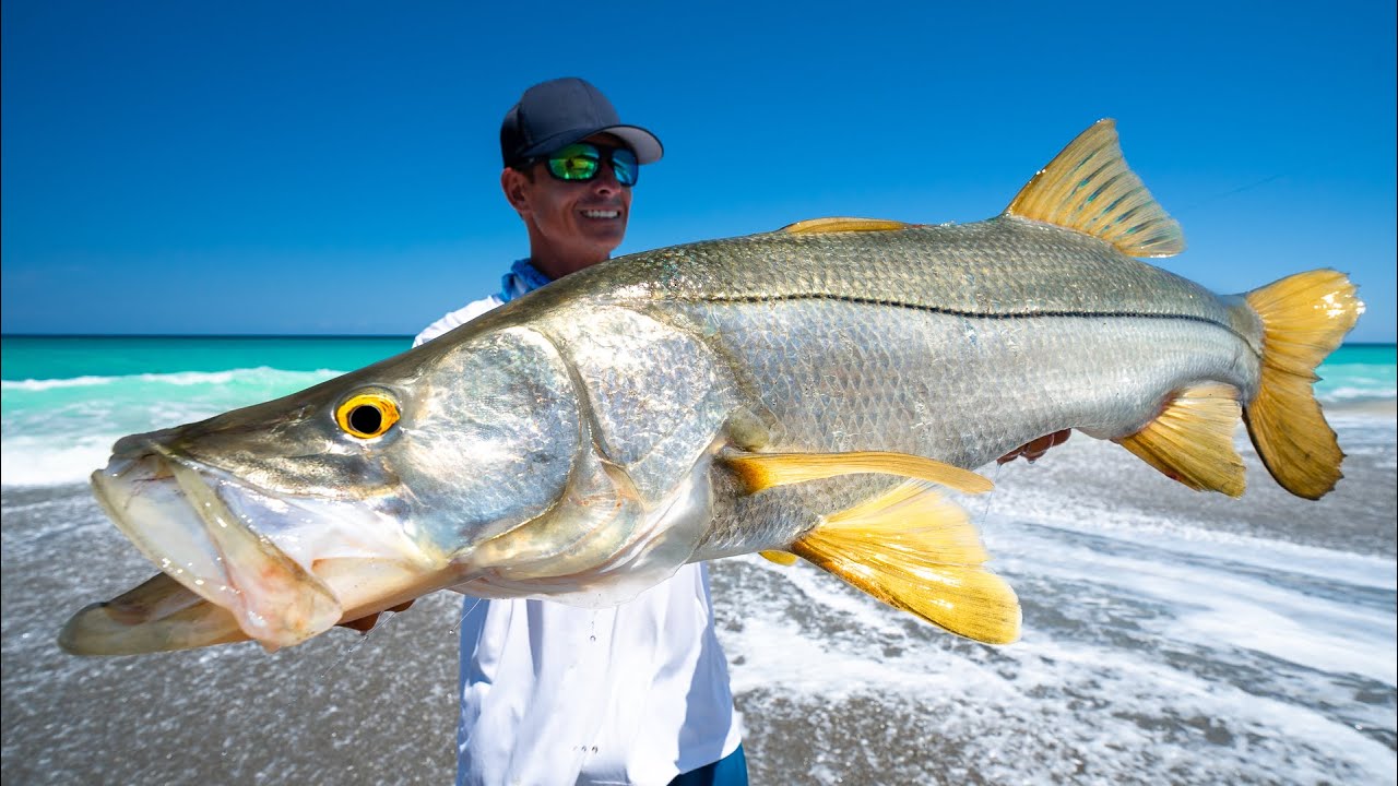 Snook