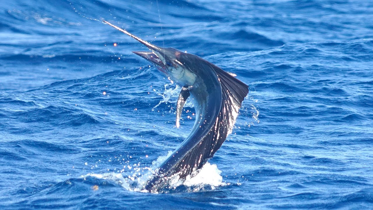 Sailfish
