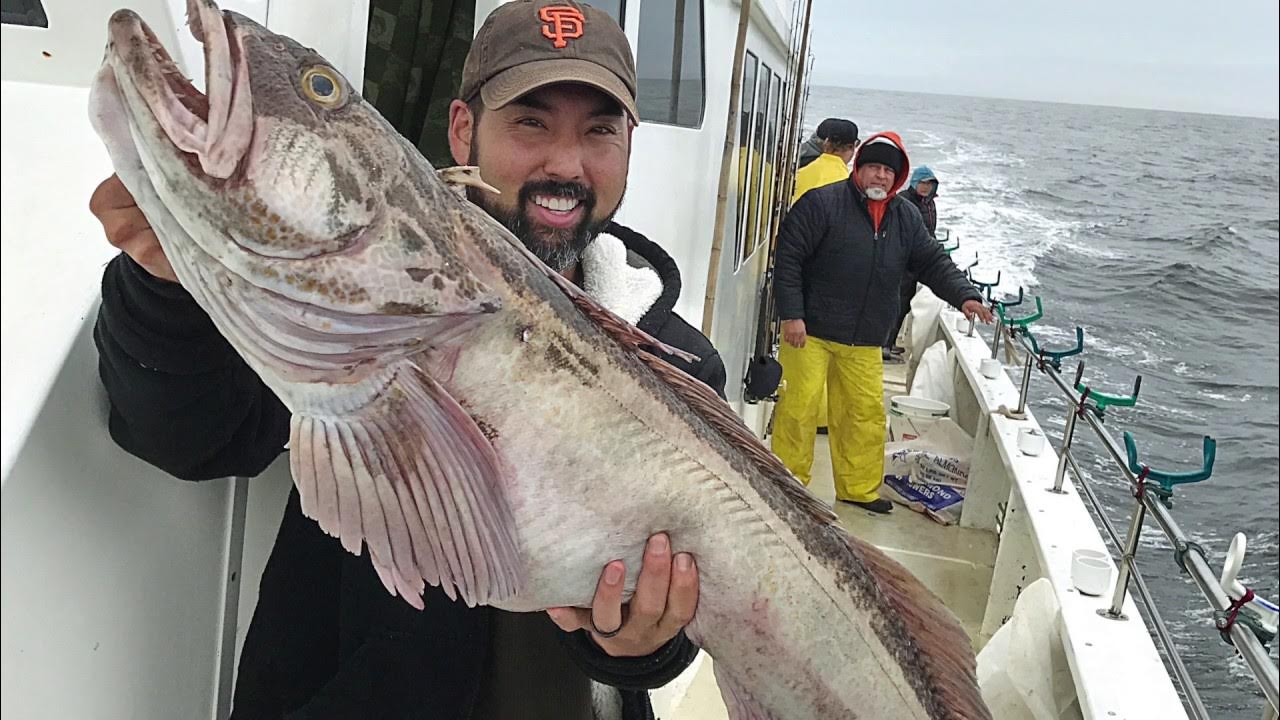 Lingcod