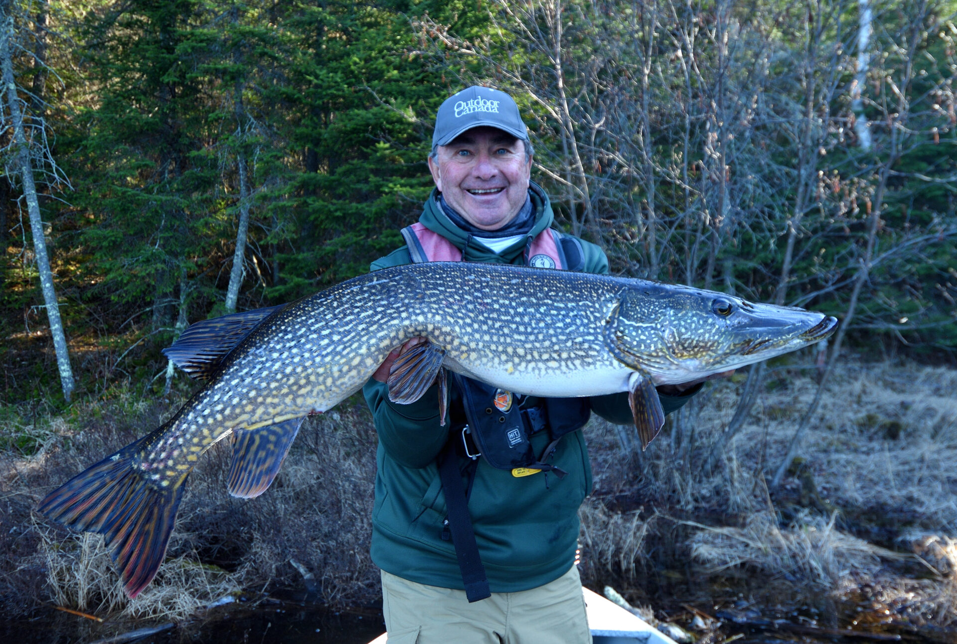 Chum Salmon